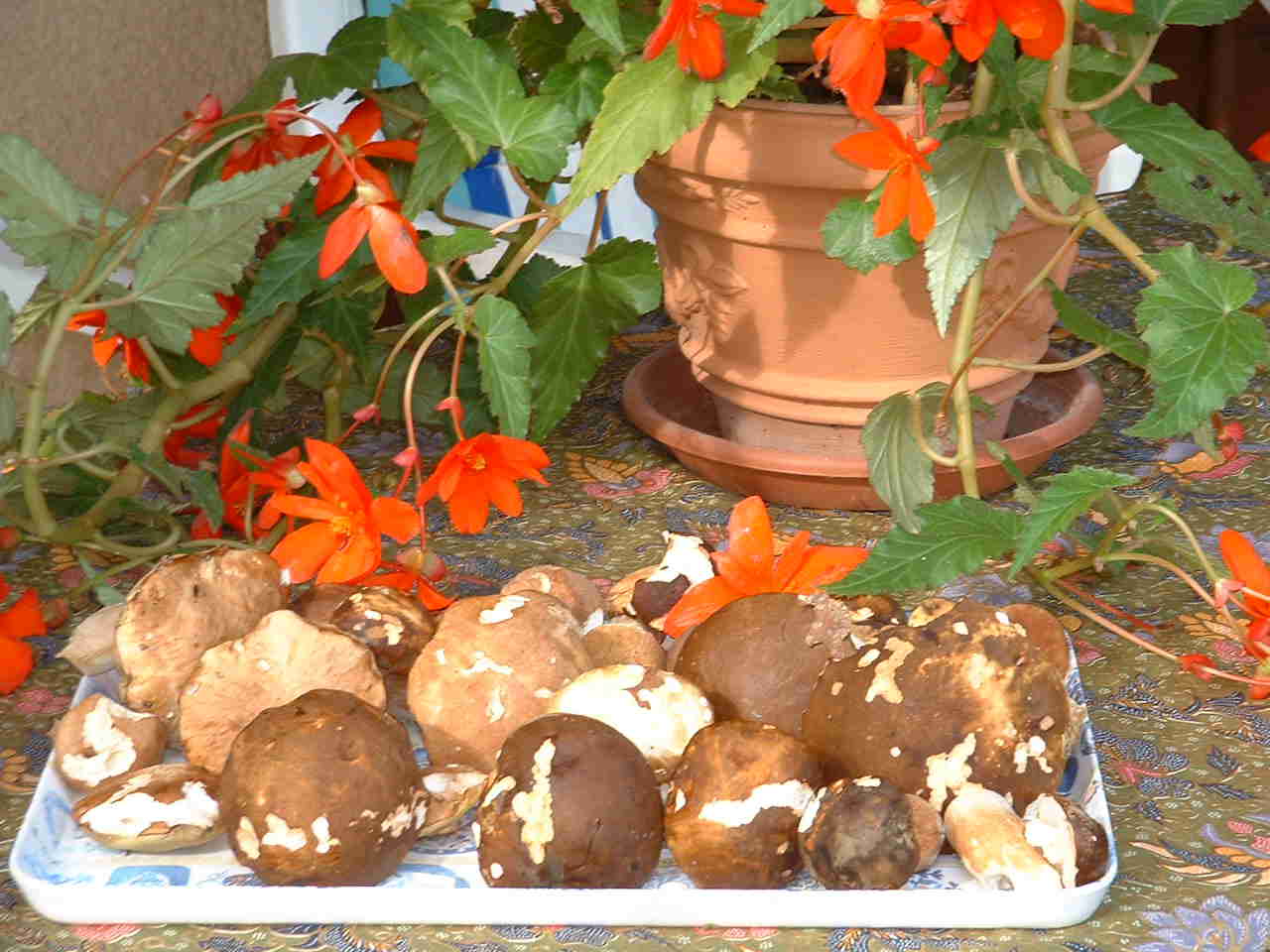 autumn cepes